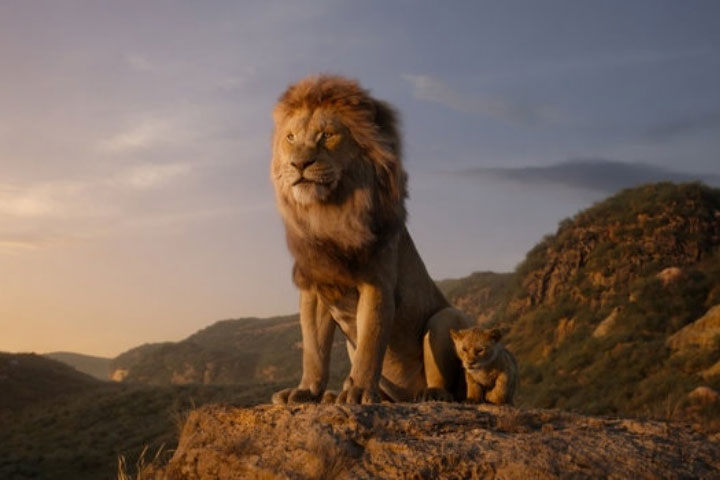 Picture 1 of Zoologist: The film 'The Lion King' describes completely the wrong male lion role in practice