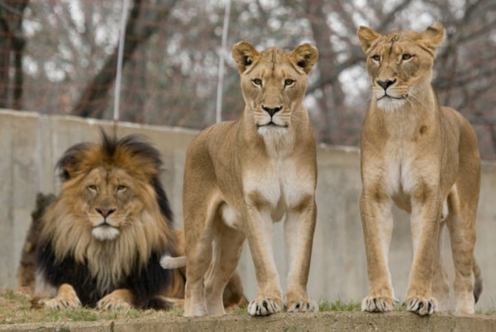 Picture 2 of Zoologist: The film 'The Lion King' describes completely the wrong male lion role in practice