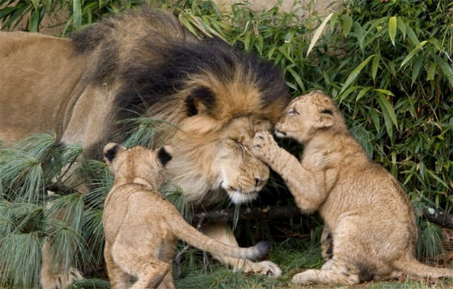 Picture 3 of Zoologist: The film 'The Lion King' describes completely the wrong male lion role in practice