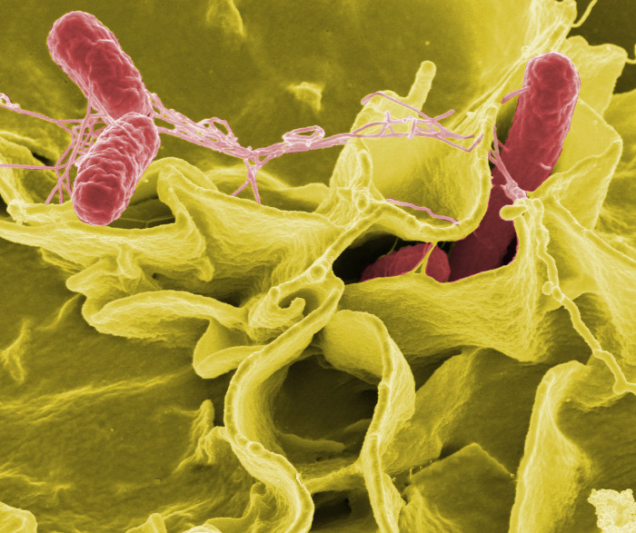 Picture 2 of £ 10 million for anyone to find a solution against antibiotic resistance