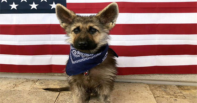 The German Shepherd, though 2 years old, is still stuck in the puppy form