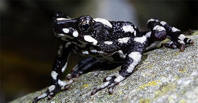 30-year-old extinct toad species reappears