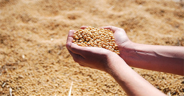 Production of food wrap from soybeans