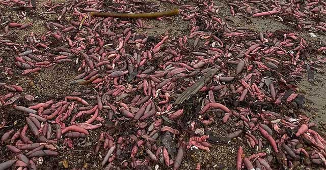 Rare scene: Thousands of penis fish were swept ashore