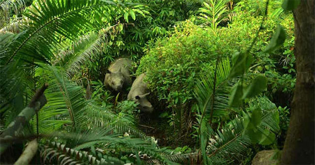 Indonesia released four more young Javan rhinoceros