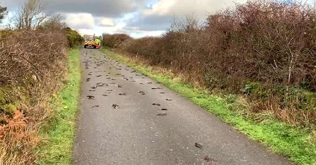 Starlings die in a series of mysteries in Wales
