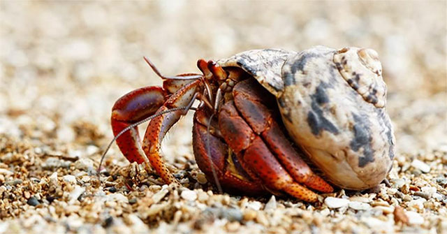 Plastic pollution kills half a million snails
