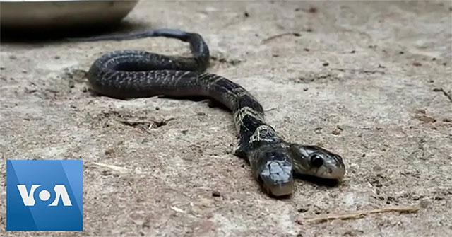 Detect two-headed cobra