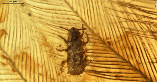 Ancient lice trapped in amber 100 million years