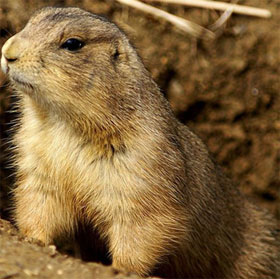 10 animals can speak