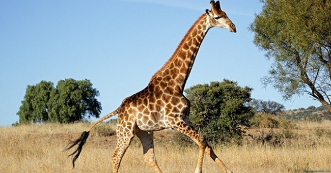 10 animals have extremely special skin