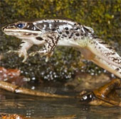 10 animals have strange abilities
