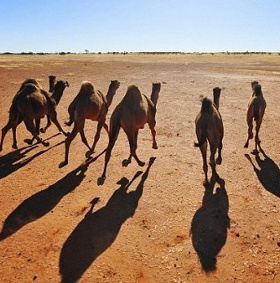 10 animals live in an unexpected place