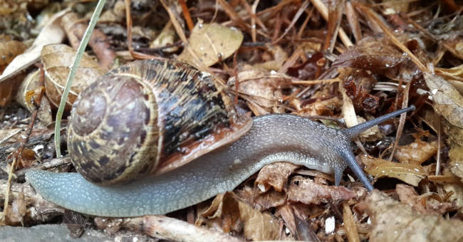 10 animals move the planet the slowest