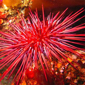 10 animals that live the longest in the earth