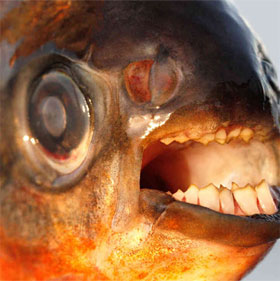 10 aquatic monsters of the Amazon river
