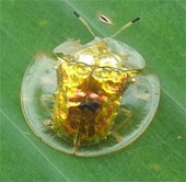 10 arthropods 'weird' in nature