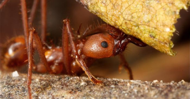 10 'athletes' in the animal world