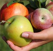 10 common 'superfoods' during seasonal weather