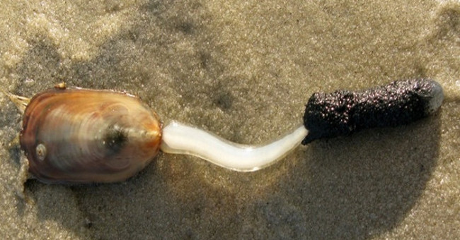 10 creatures can survive the nuclear war