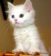 10 cute animals are 'beasts' cannibalistic