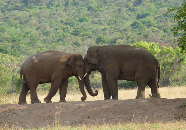 10 endangered species in 2012