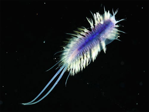 10 exotic sea animals