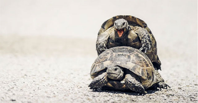10 facts about animal sex life