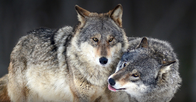 10 facts about animals that you probably haven't heard before