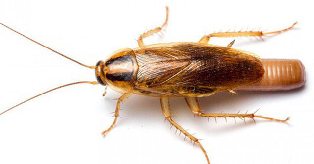 10 facts about German cockroaches are raging in Vietnamese apartments