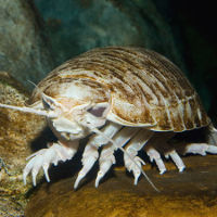 10 giant animals on the ocean floor