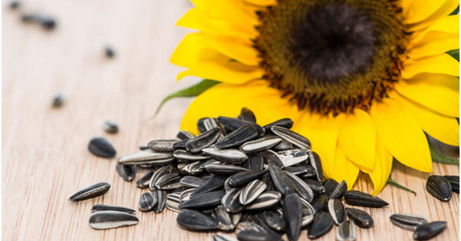 10 great plant protein sources to replace animal protein