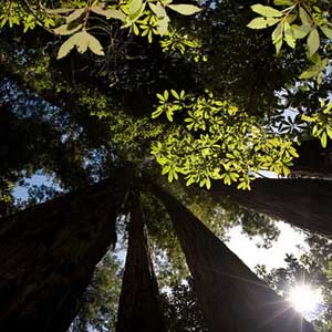 10 'hot spots' about forest ecosystems