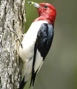 10 interesting secrets about the woodpecker