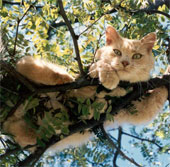 10 interesting things about cats