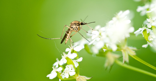 10 interesting things about mosquitoes