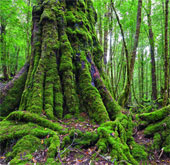 10 largest wild conservation areas on the planet