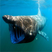 10 longest marine animals