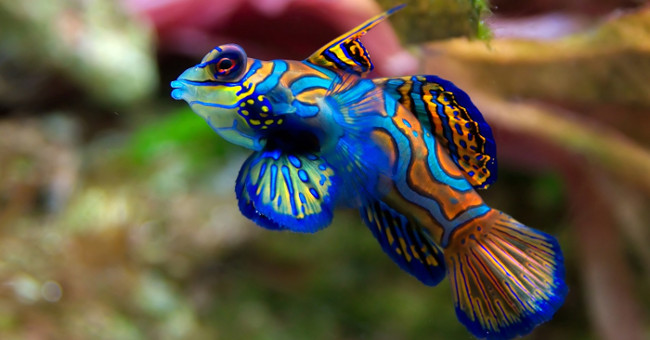 10 most beautiful animals in the world