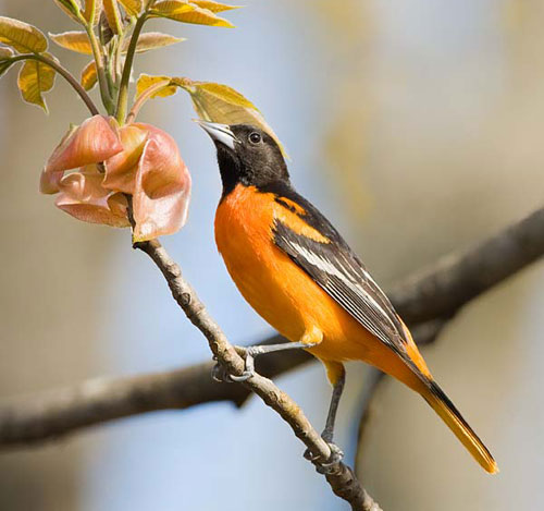 10 most beautiful birds on the planet