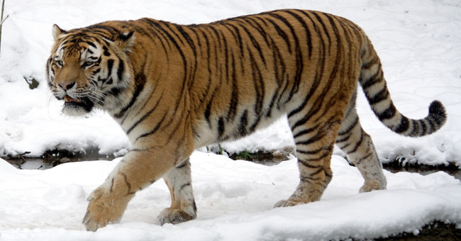 10 most dangerous animals on the planet