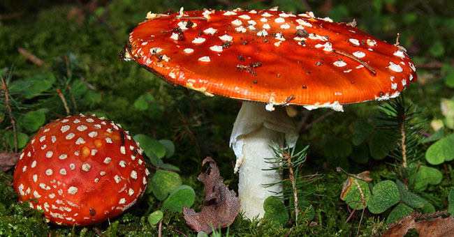 10 most dangerous poisonous mushrooms in the world