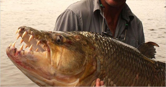 10 most dangerous species of freshwater aquatic monsters in the world