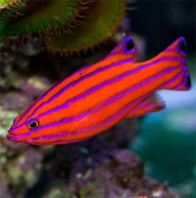 10 most expensive fishes in the world