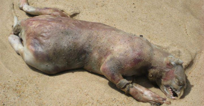 10 most famous aquatic monsters of all time