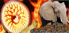 10 most harmful creatures