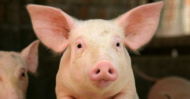10 most intelligent animals on the planet