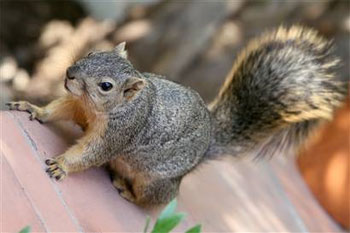 10 most intelligent animals