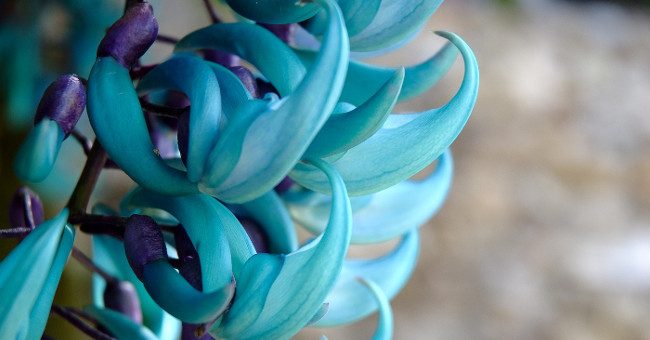 10 most rare and beautiful flowers in the world