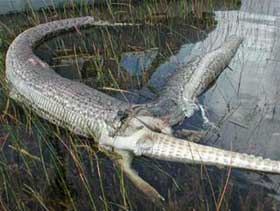 10 most viewed science pictures in 2005